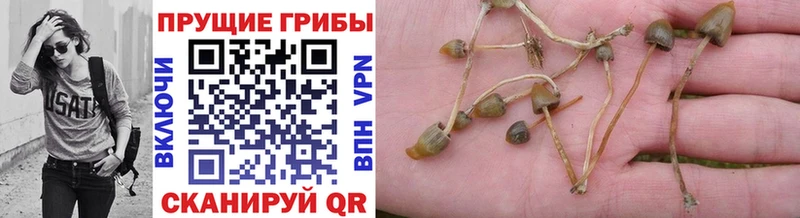 Галлюциногенные грибы Magic Shrooms  сайты даркнета официальный сайт  Березники  купить  сайты 